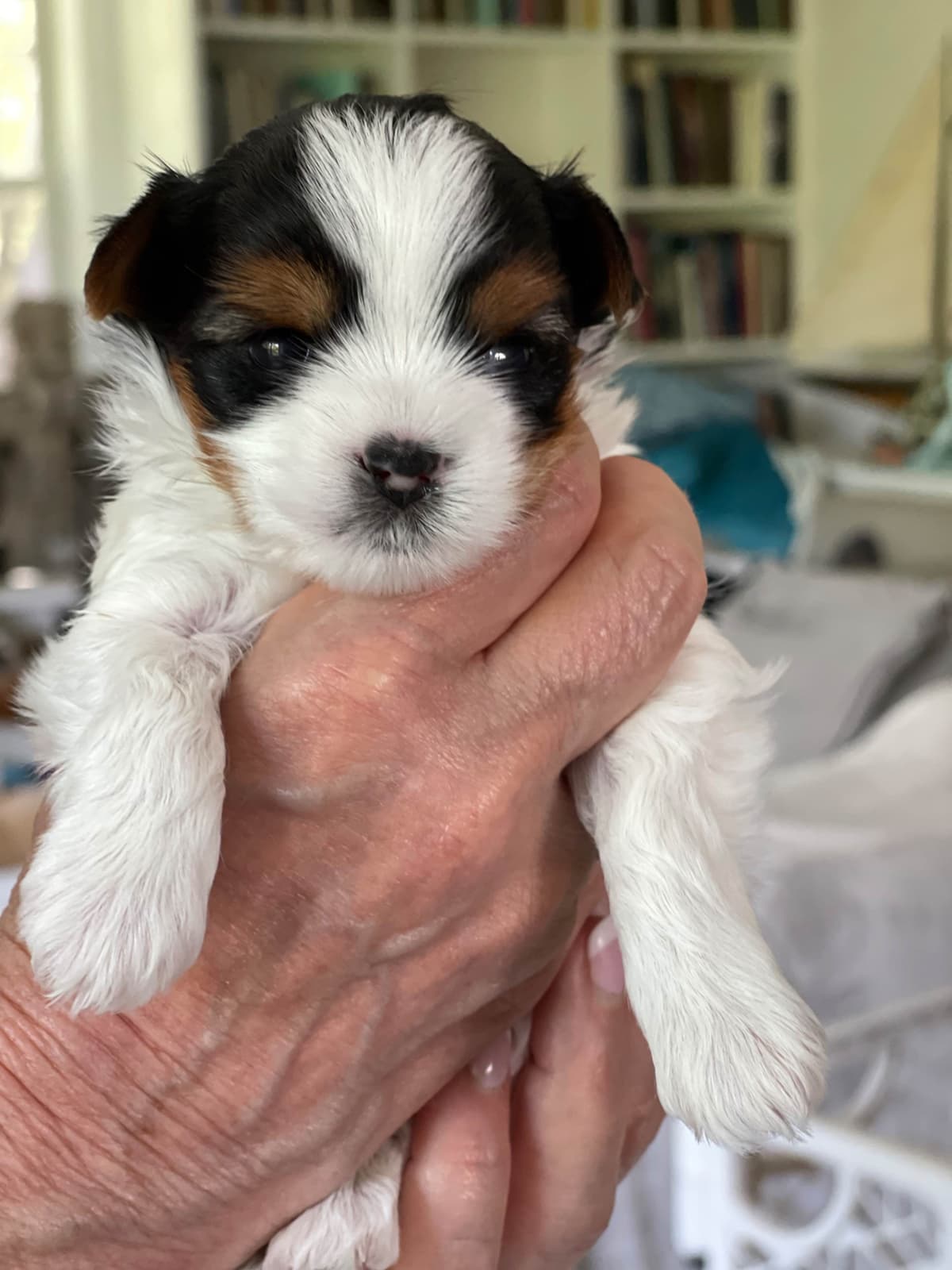 Biewer Terrier Puppies breeder image 24