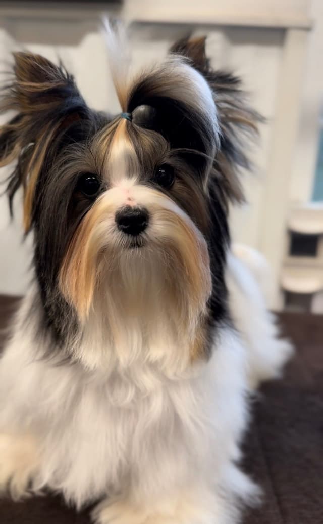 Biewer Terrier Puppies media 3