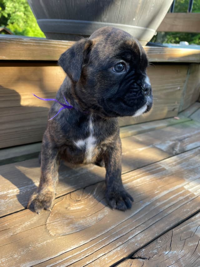Boxer Puppies media 3