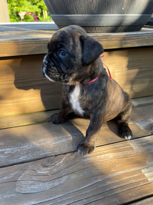 Boxer Puppies media 4