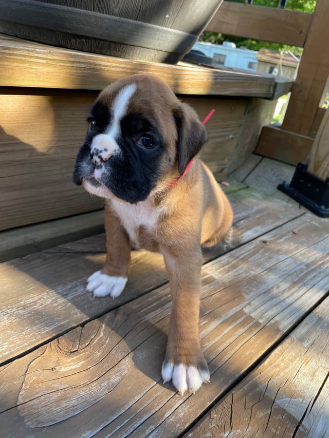 Boxer Puppies media 8