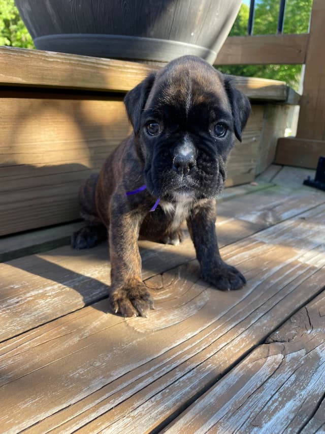 Boxer Puppies media 5