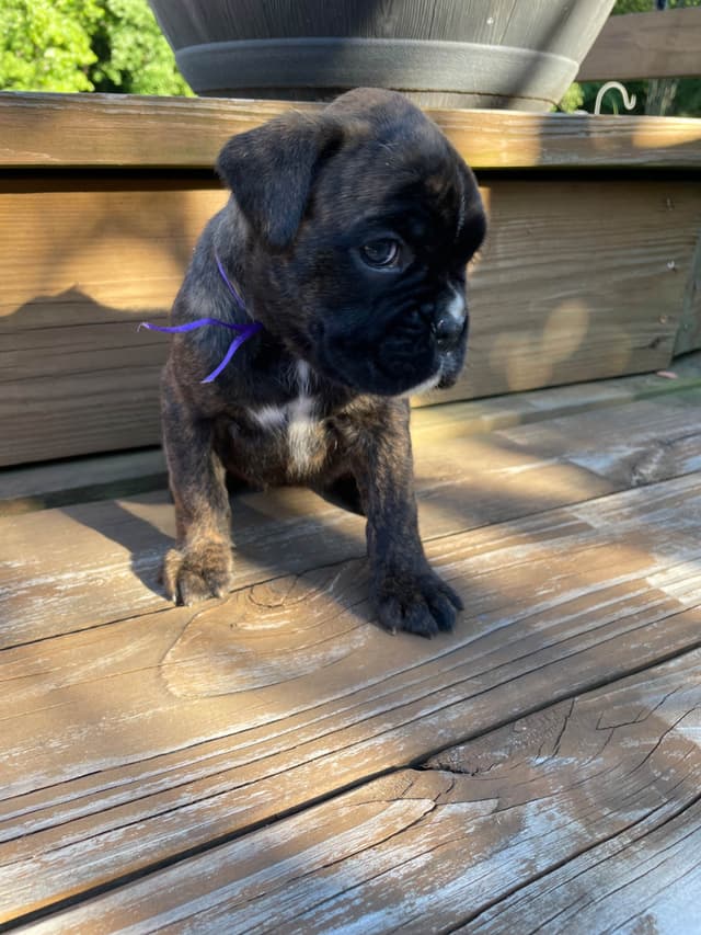 Boxer Puppies media 6