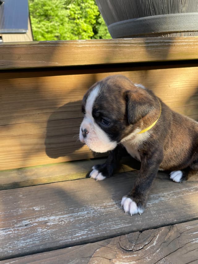 Boxer Puppies media 7