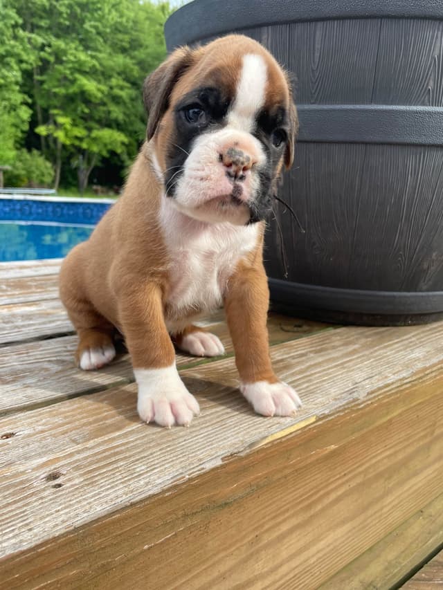 Boxer Puppies media 10