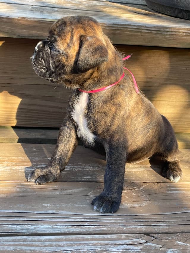 Boxer Puppies media 9