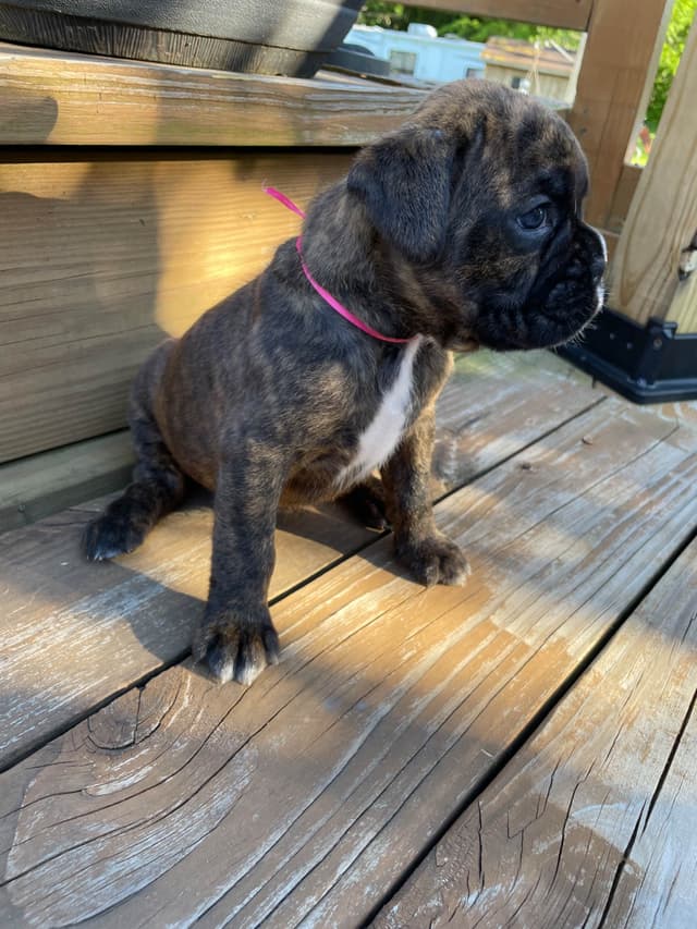 Boxer Puppies media 11