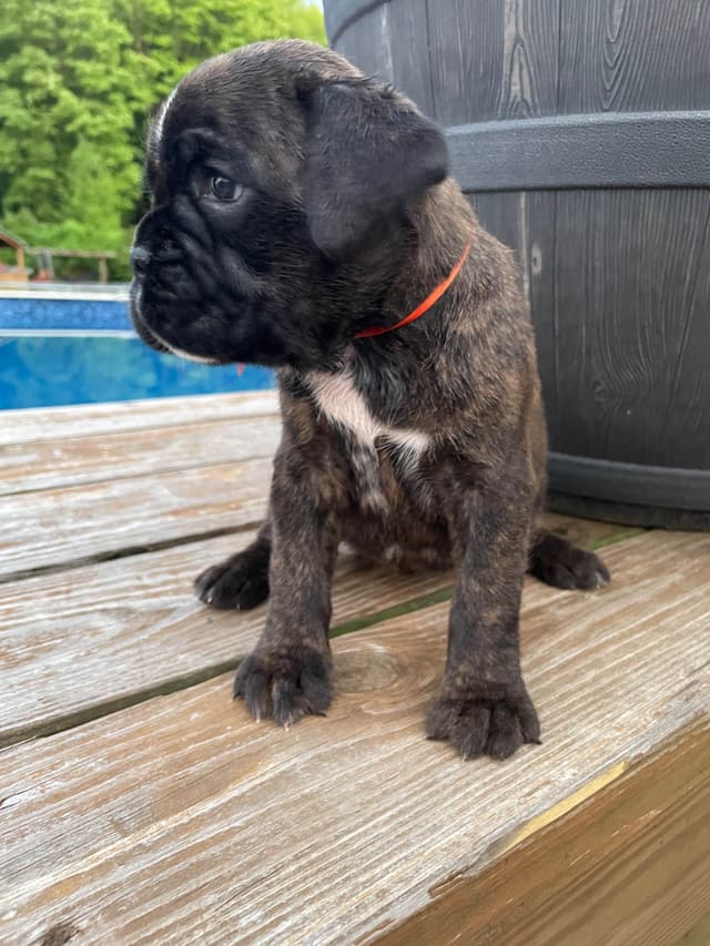 Boxer Puppies media 13