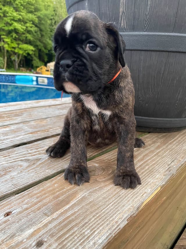 Boxer Puppies media 12