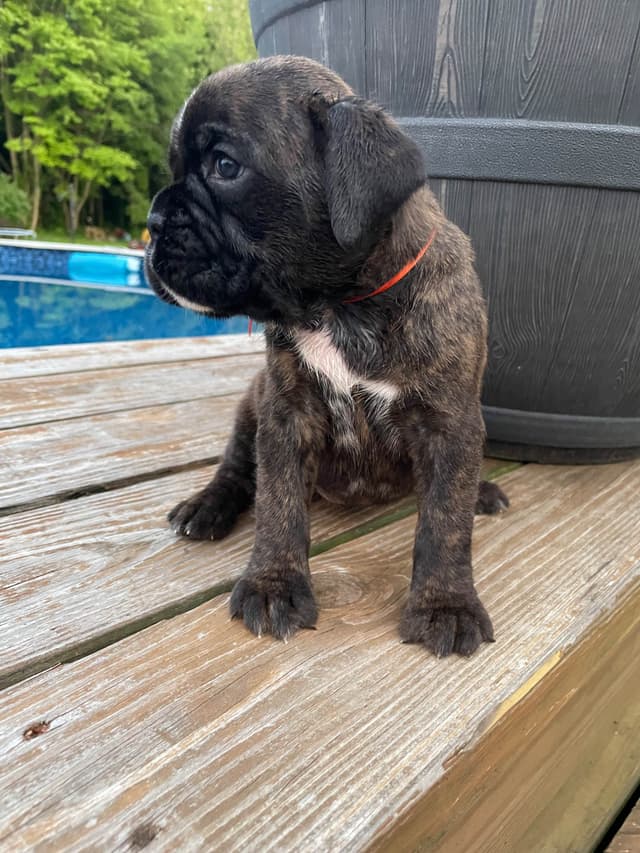Boxer Puppies media 14