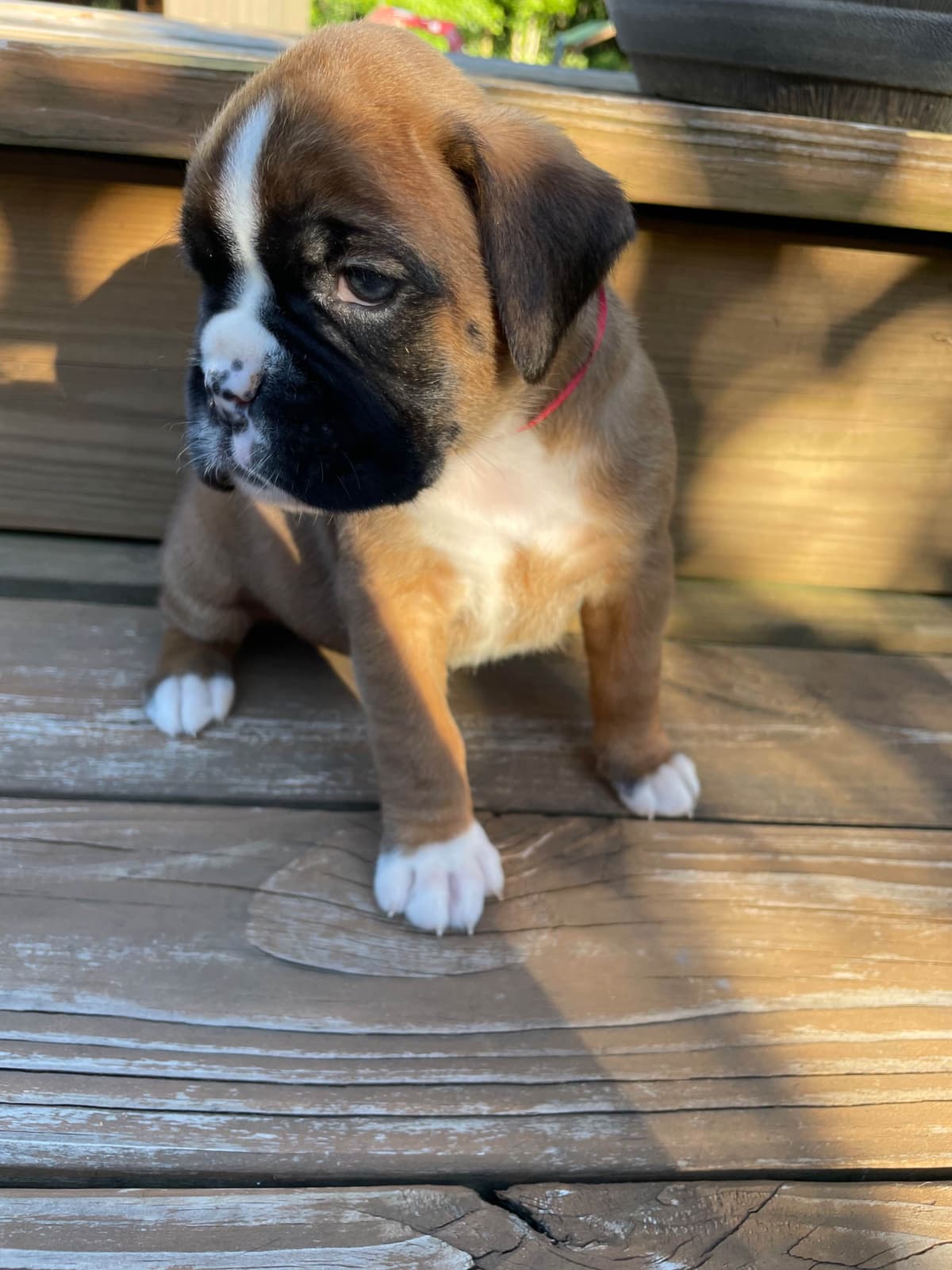 Boxer Puppies breeder image 1