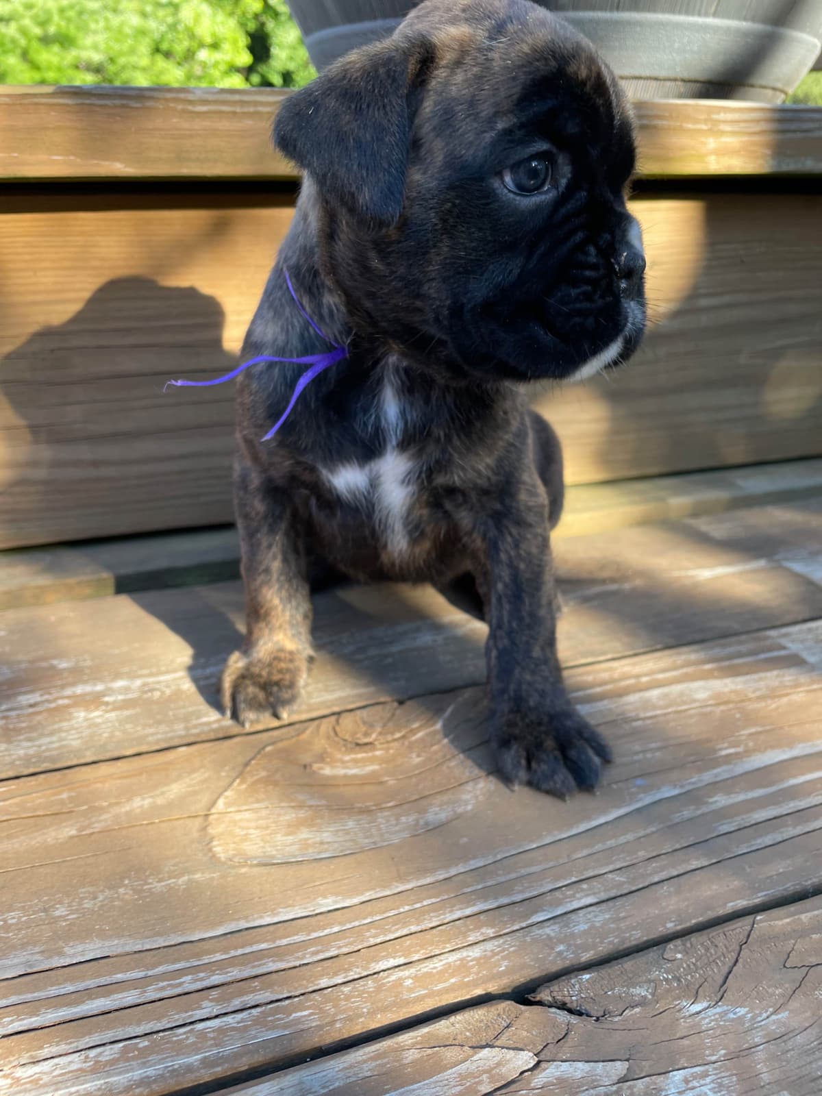Boxer Puppies breeder image 2