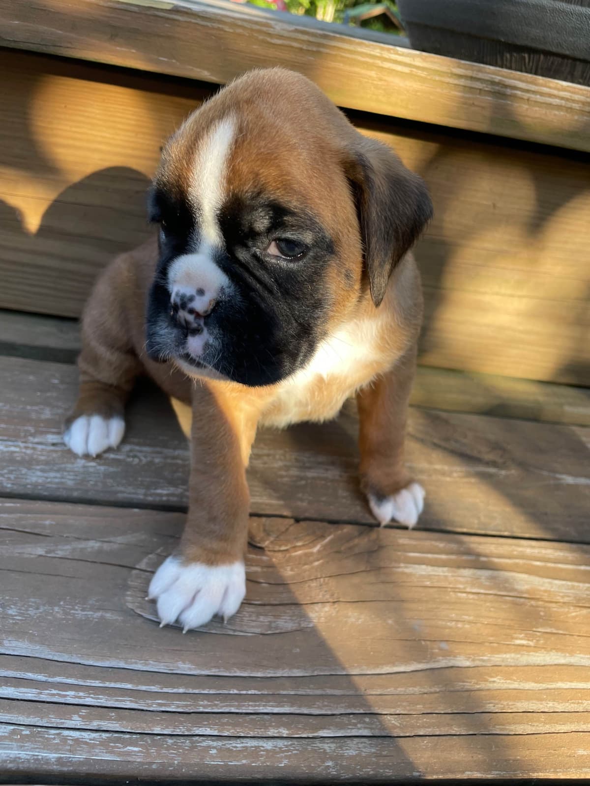 Boxer Puppies breeder image 3