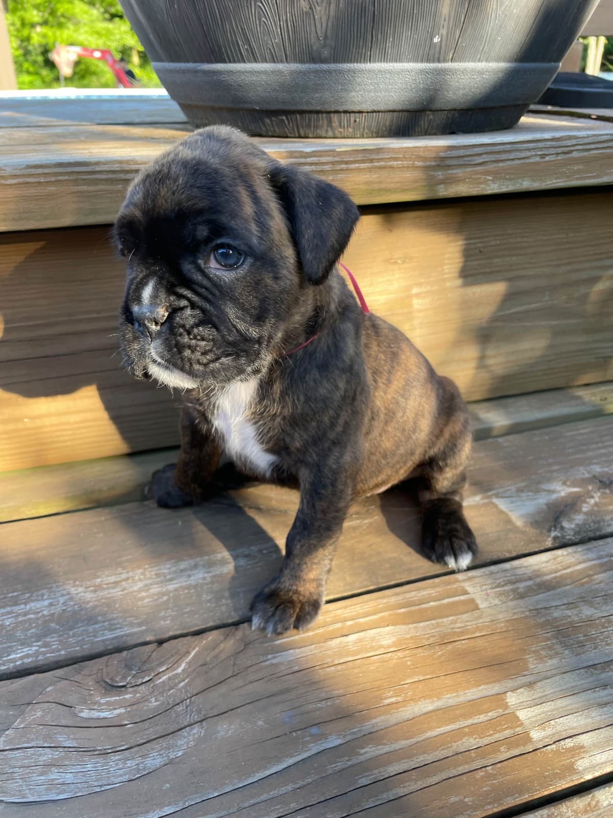 Boxer Puppies breeder image 5