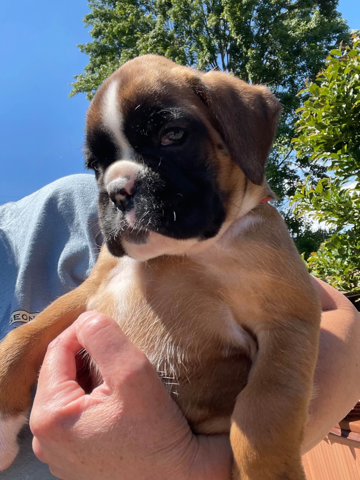 Boxer Puppies breeder image 7