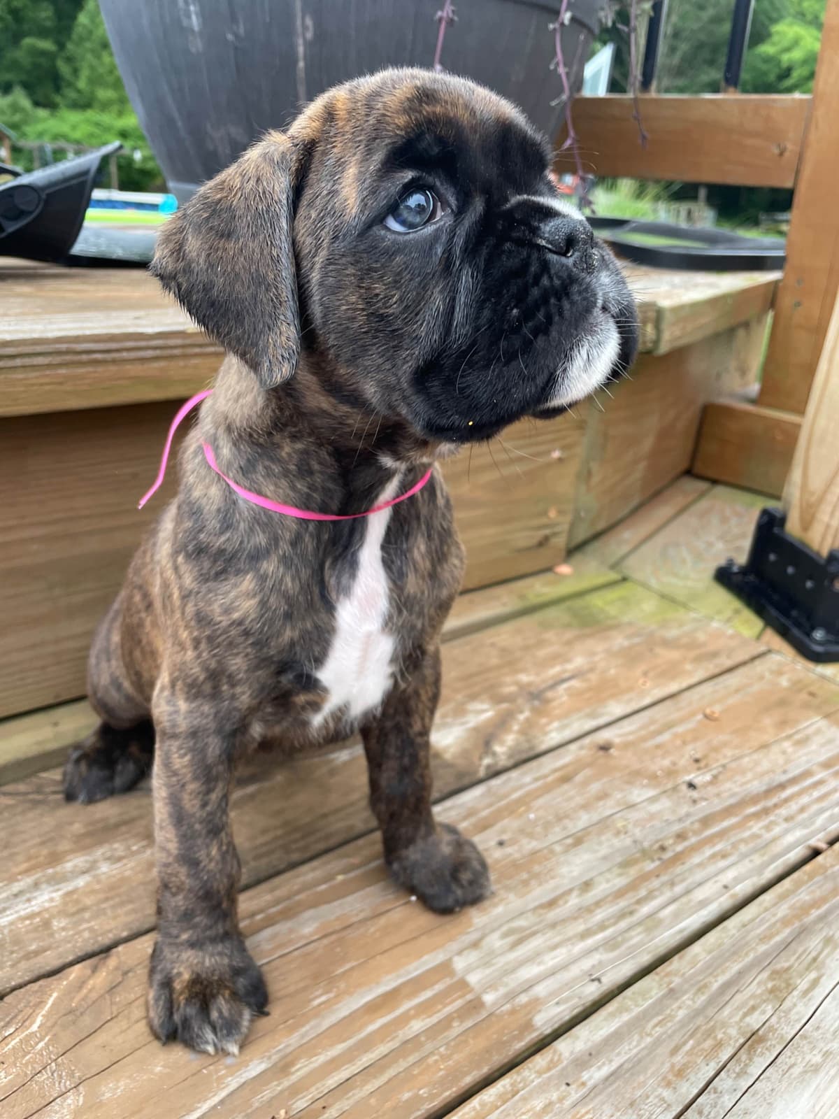 Boxer Puppies breeder image 8