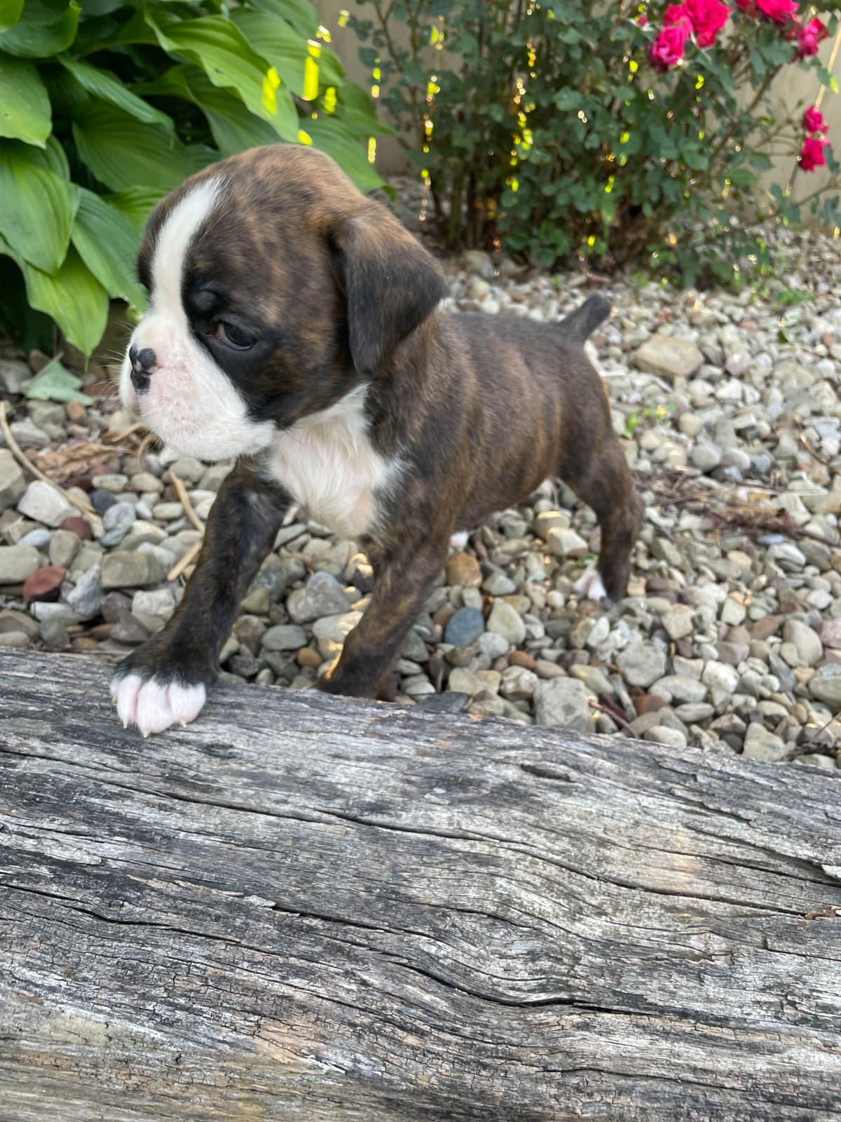 Boxer Puppies breeder image 9