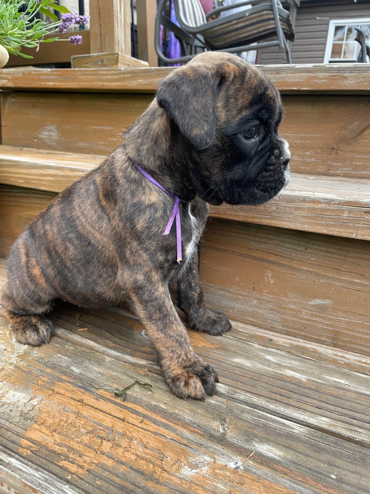 Boxer Puppies breeder image 10