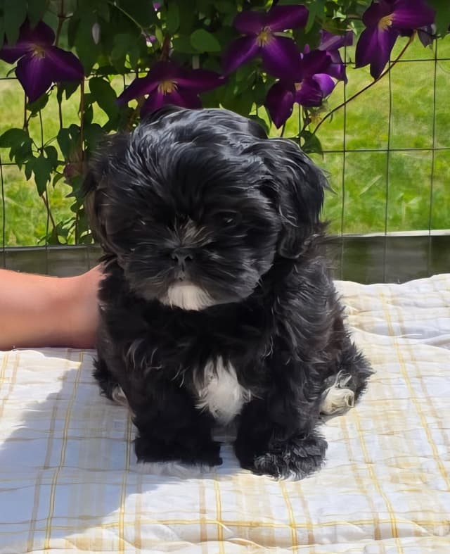 Shih Tzu Puppies media 2