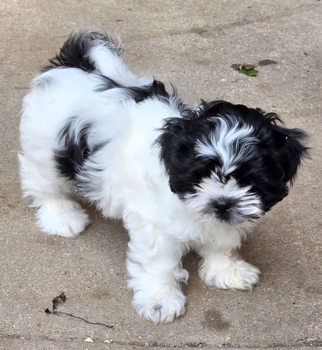 Shih Tzu Puppies media 6