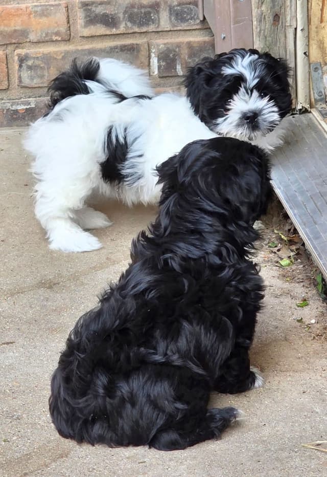 Shih Tzu Puppies media 3