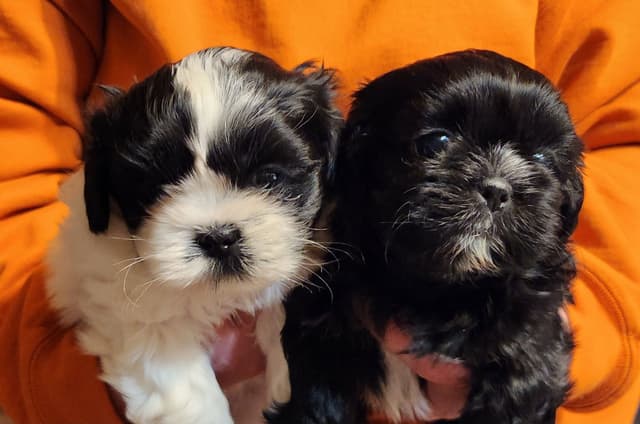 Shih Tzu Puppies media 4