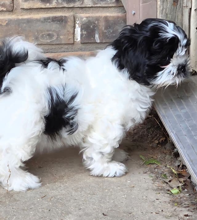 Shih Tzu Puppies media 5