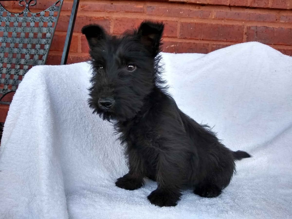 Scottish Terrier Puppies breeder image 1