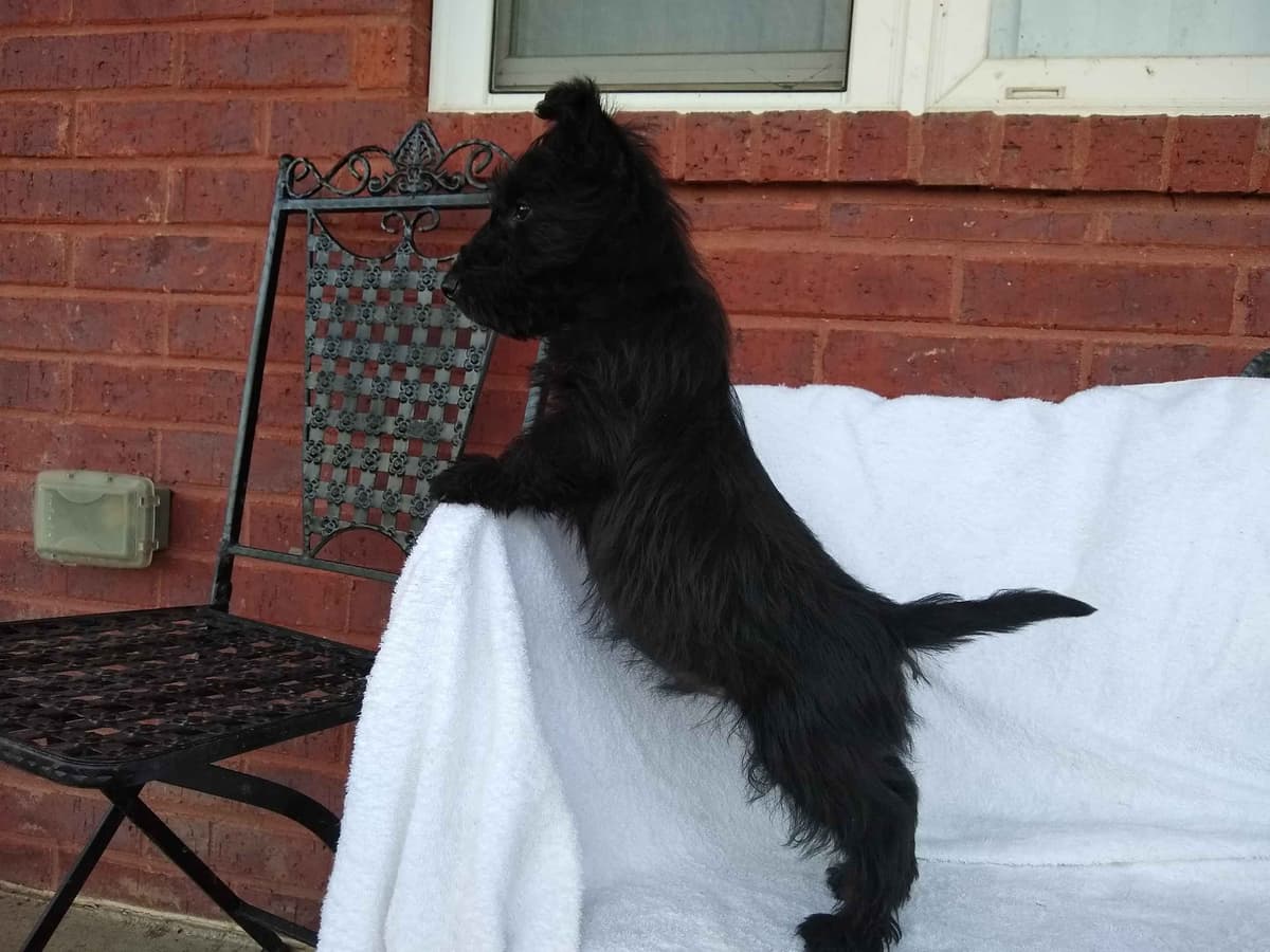 Scottish Terrier Puppies breeder image 2