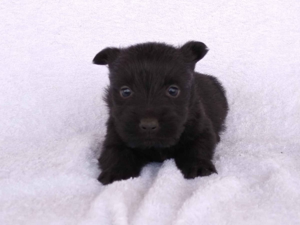 Scottish Terrier Puppies breeder image 3