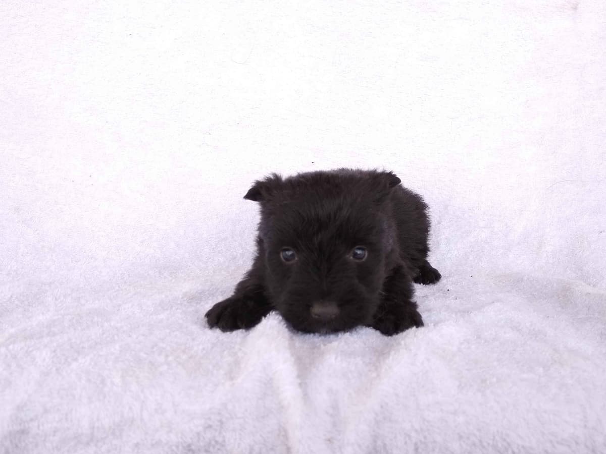 Scottish Terrier Puppies breeder image 4