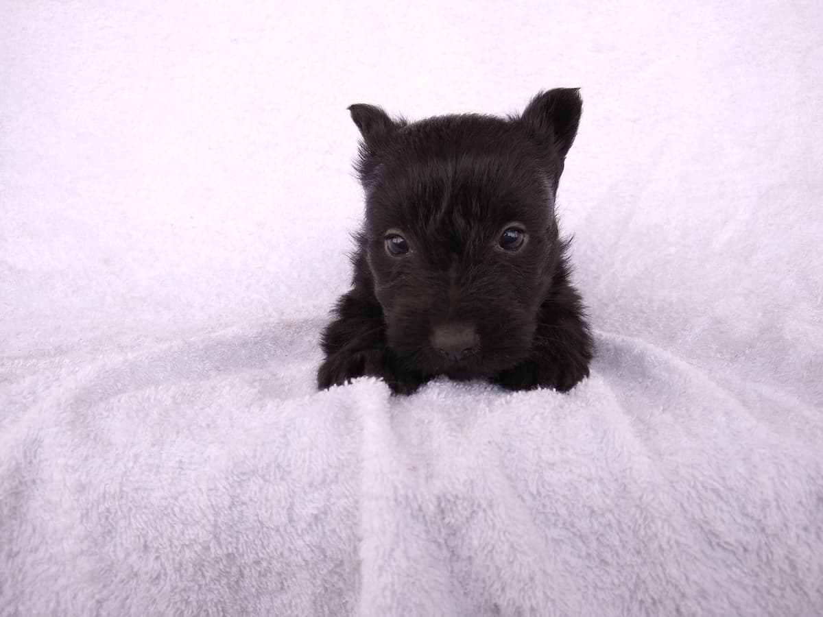 Scottish Terrier Puppies breeder image 5