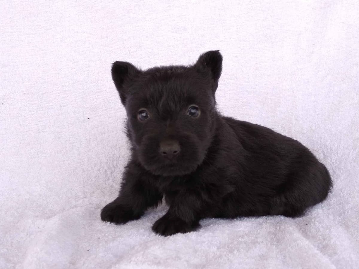 Scottish Terrier Puppies breeder image 6