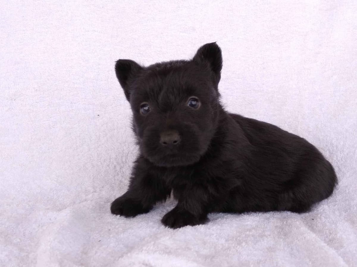 Scottish Terrier Puppies breeder image 7