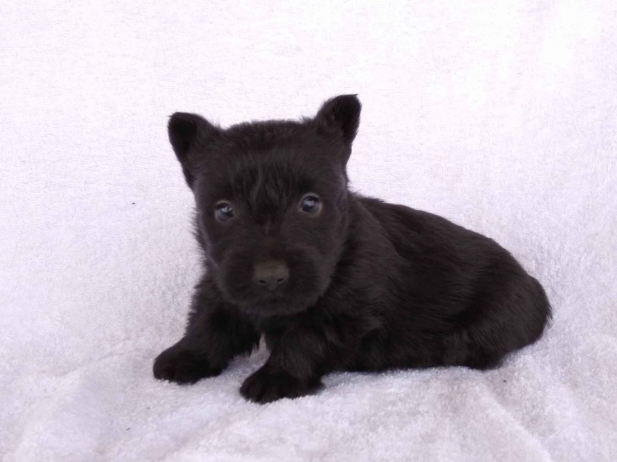 Scottish Terrier Puppies breeder image 8