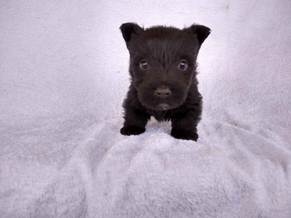 Scottish Terrier Puppies breeder image 10