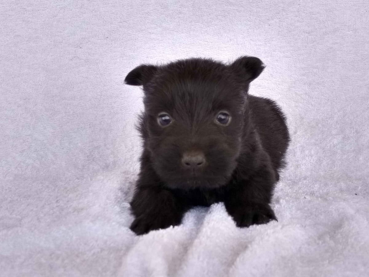 Scottish Terrier Puppies breeder image 11