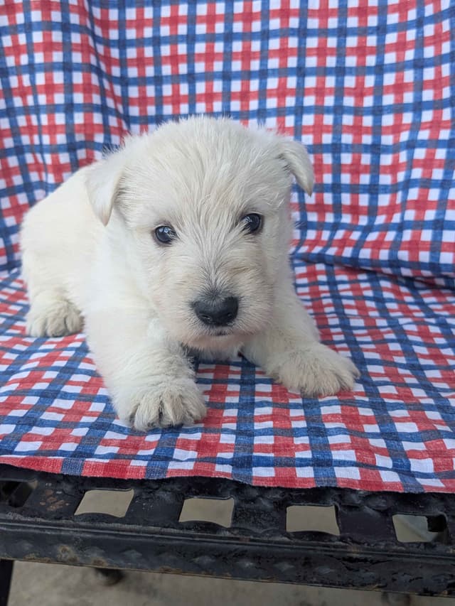 Scottish Terrier Puppies media 3