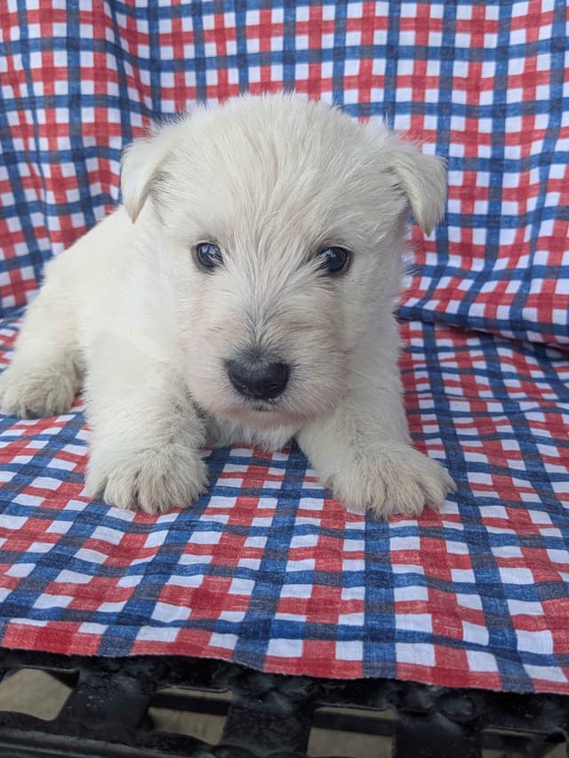 Scottish Terrier Puppies media 2