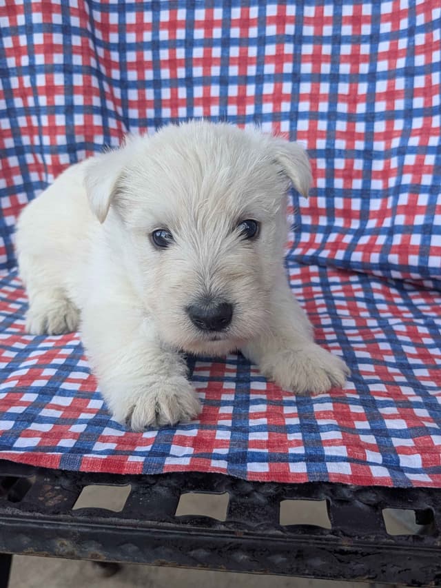 Scottish Terrier Puppies media 4