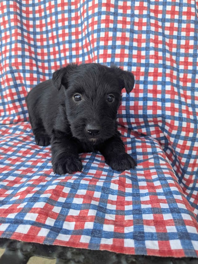 Scottish Terrier Puppies media 7