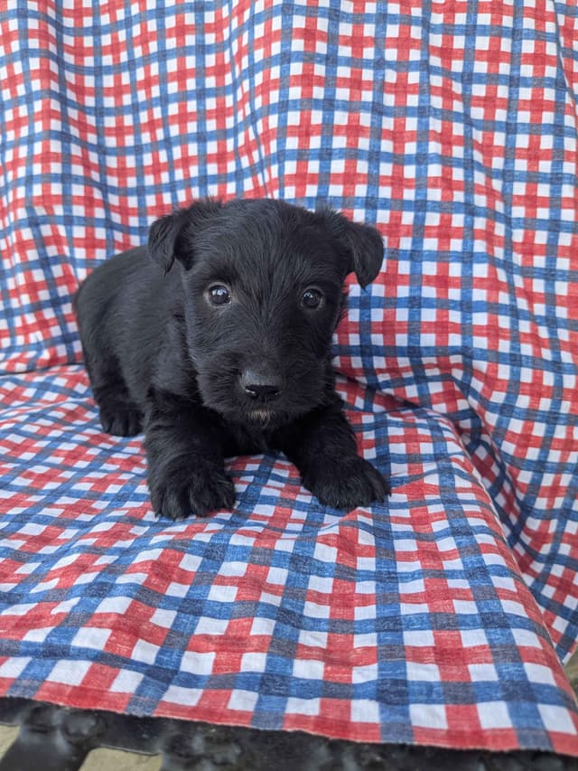 Scottish Terrier Puppies media 5