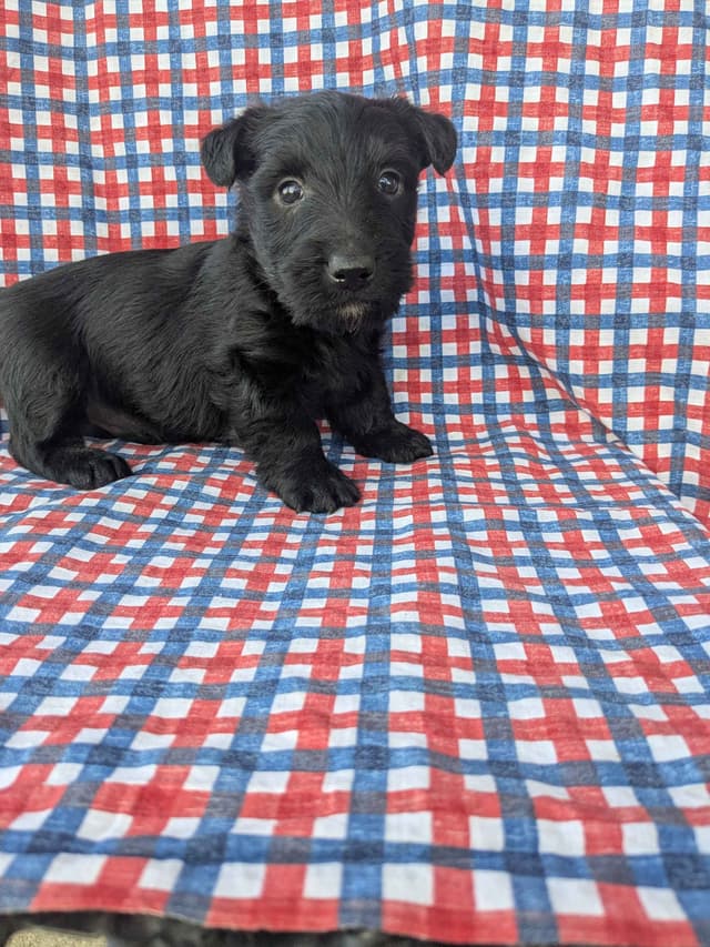 Scottish Terrier Puppies media 6