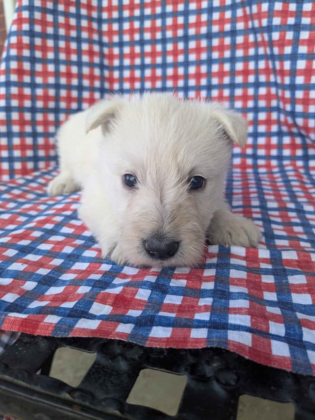Scottish Terrier Puppies media 4