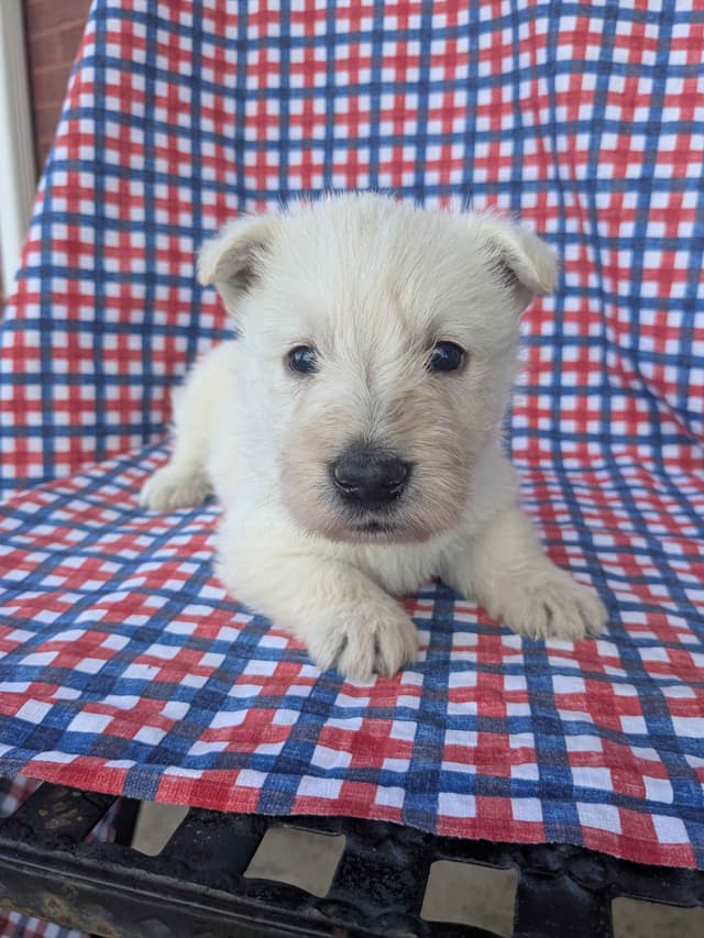 Scottish Terrier Puppies media 3