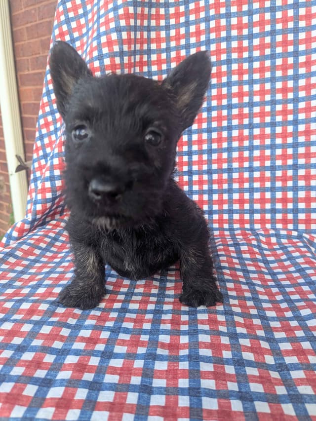 Scottish Terrier Puppies media 5