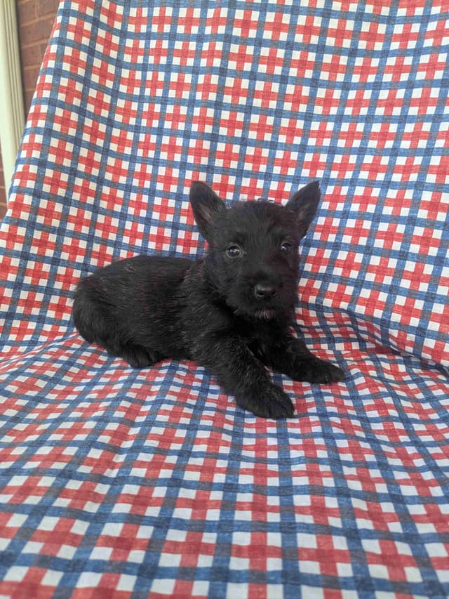 Scottish Terrier Puppies media 2