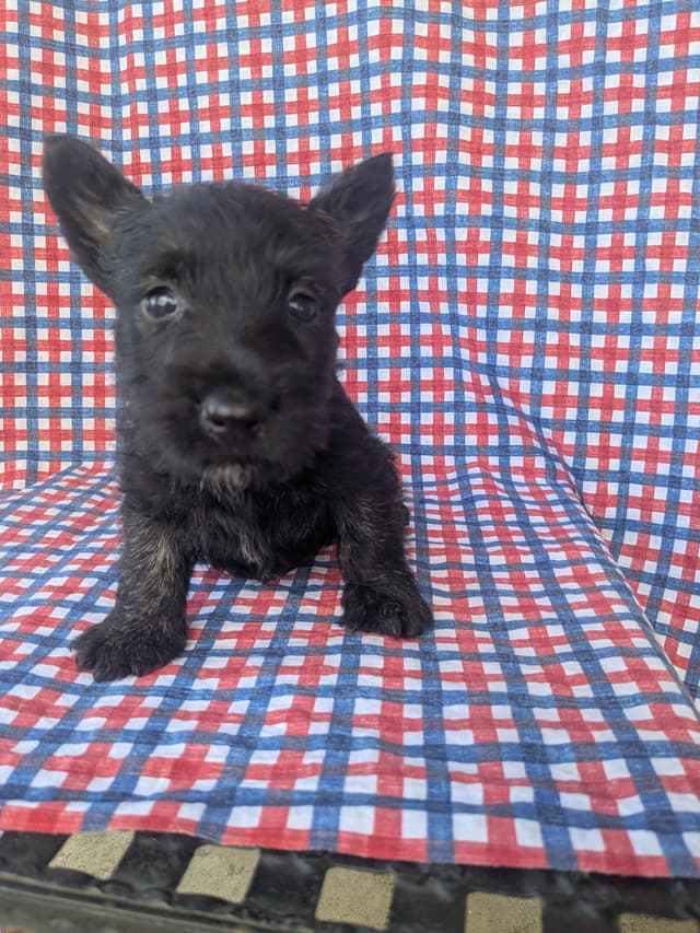 Scottish Terrier Puppies media 7