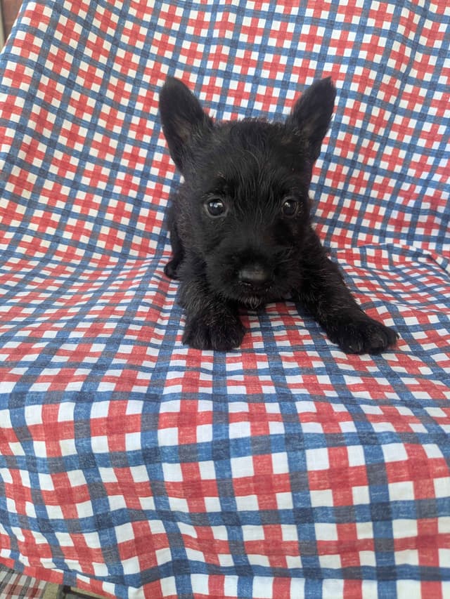 Scottish Terrier Puppies media 6