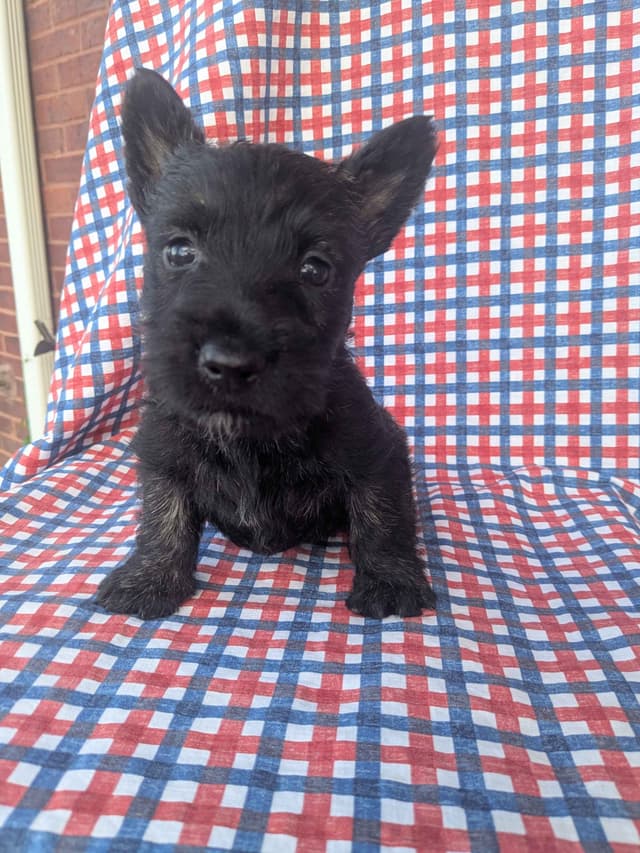 Scottish Terrier Puppies media 10